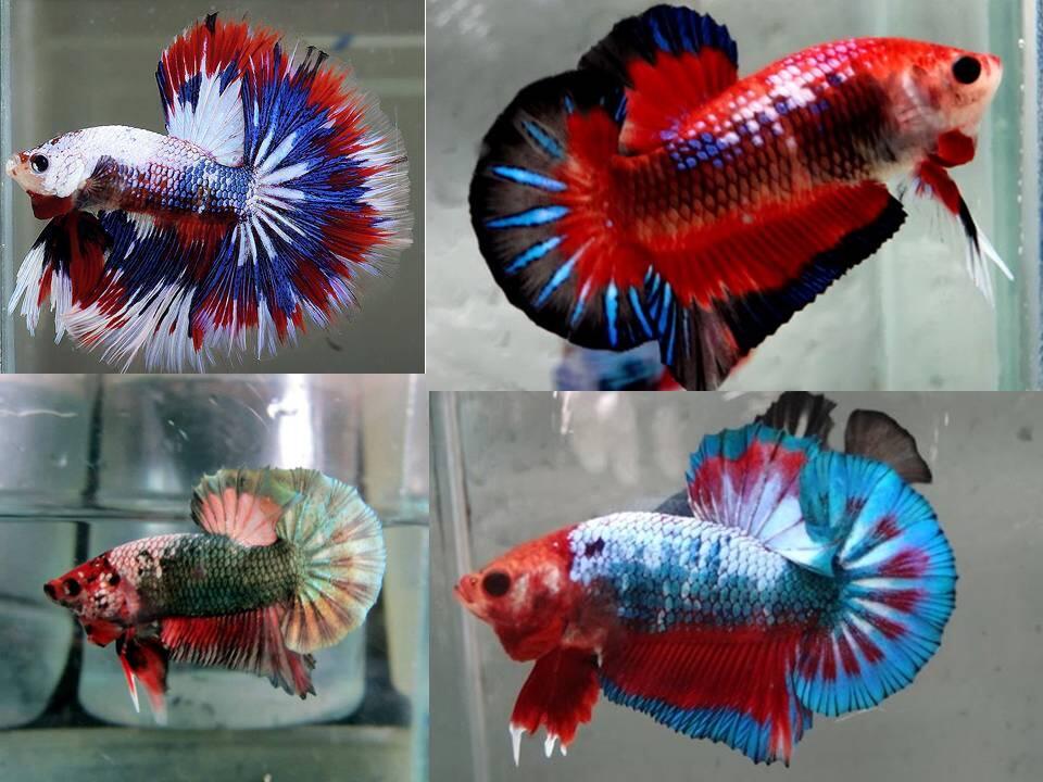 IKAN PEMARAH YANG CANTIK