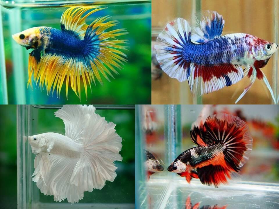 IKAN PEMARAH YANG CANTIK