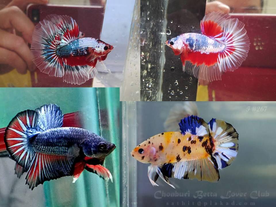 IKAN PEMARAH YANG CANTIK