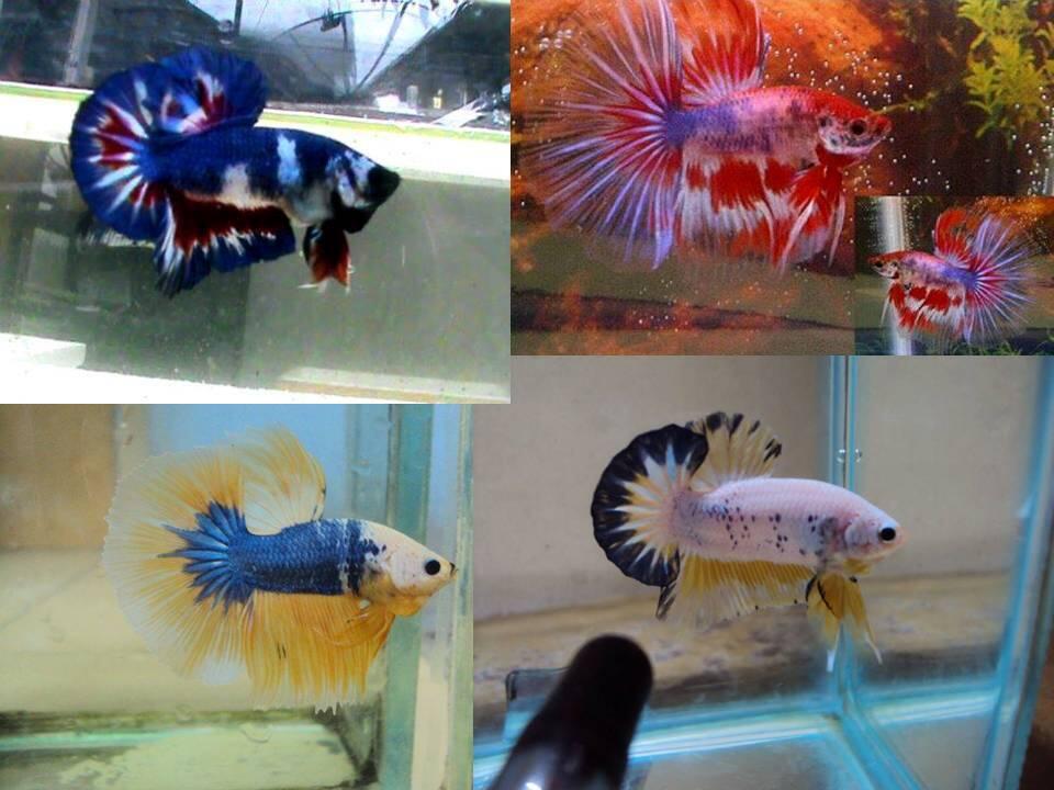 IKAN PEMARAH YANG CANTIK