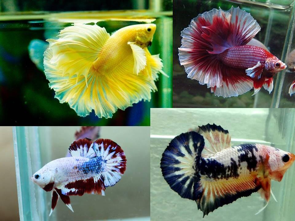 IKAN PEMARAH YANG CANTIK
