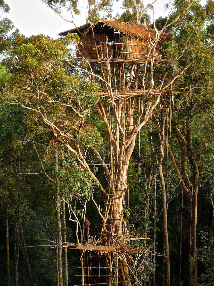 Rumah-Rumah Pohon Yang Paling Indah Dari Seluruh Dunia