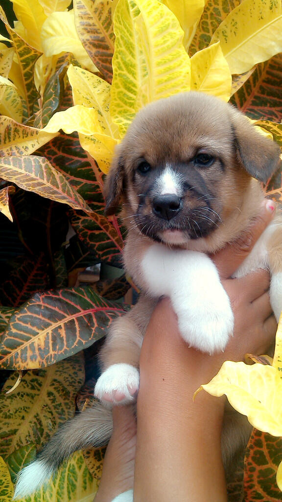 Anjing Lucu Untuk Dipelihara Kaskus