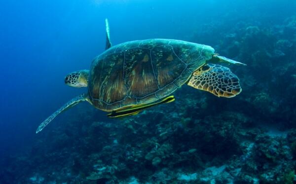 &#91; surga nya pecinta diving &#93; 10 Pulau Tereksotis di Indonesia
