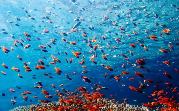 &#91; surga nya pecinta diving &#93; 10 Pulau Tereksotis di Indonesia