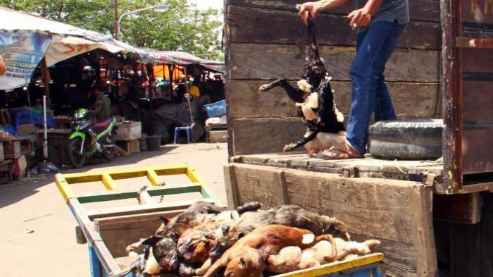 Konsumsi Daging Anjing, Antara Mitos Khasiat dan Kebiasaan