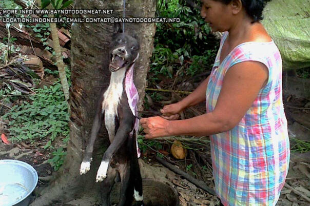 Konsumsi Daging Anjing, Antara Mitos Khasiat dan Kebiasaan