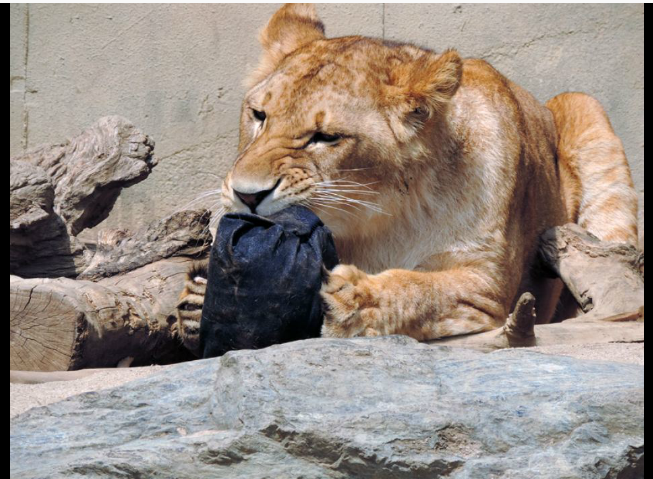 Wow! SINGA & MACAN di kebun binatang Jepang MENDESAIN celana JEANS!