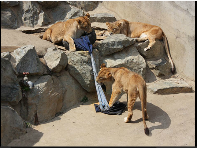 Wow! SINGA &amp; MACAN di kebun binatang Jepang MENDESAIN celana JEANS!