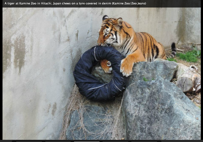 Wow! SINGA &amp; MACAN di kebun binatang Jepang MENDESAIN celana JEANS!
