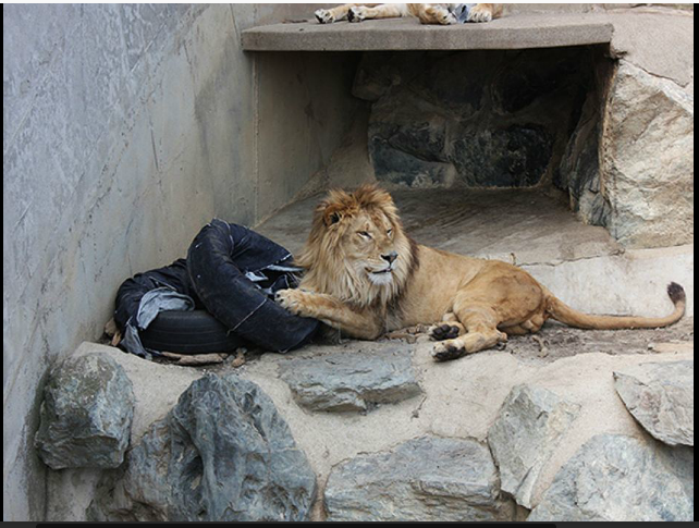 Wow! SINGA &amp; MACAN di kebun binatang Jepang MENDESAIN celana JEANS!