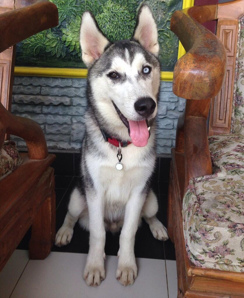 Seven Top Risks Of Attending Dog Food Yang Bagus Untuk