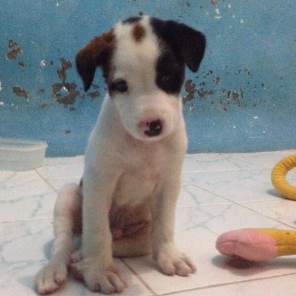 Pecinta jack russell terrier