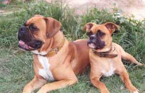 10 anjing paling berbahaya di dunia