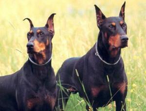 10 anjing paling berbahaya di dunia