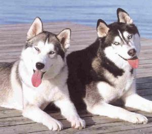 10 anjing paling berbahaya di dunia