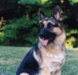 10 anjing paling berbahaya di dunia