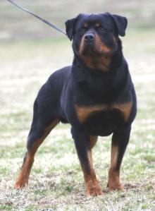 10 anjing paling berbahaya di dunia