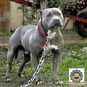 10 anjing paling berbahaya di dunia