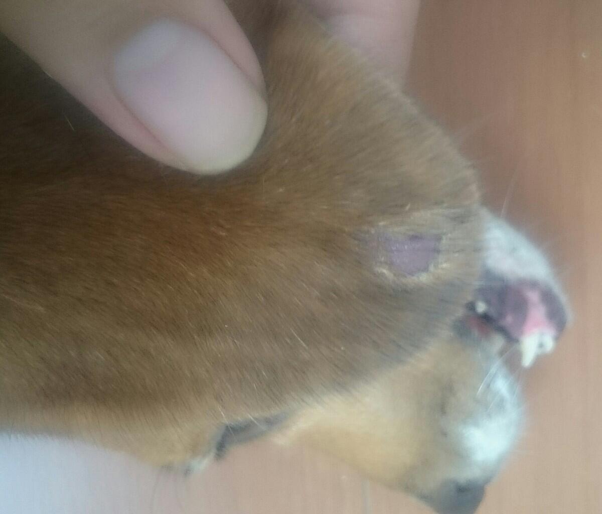 Anjing ane kena penyakit apa?