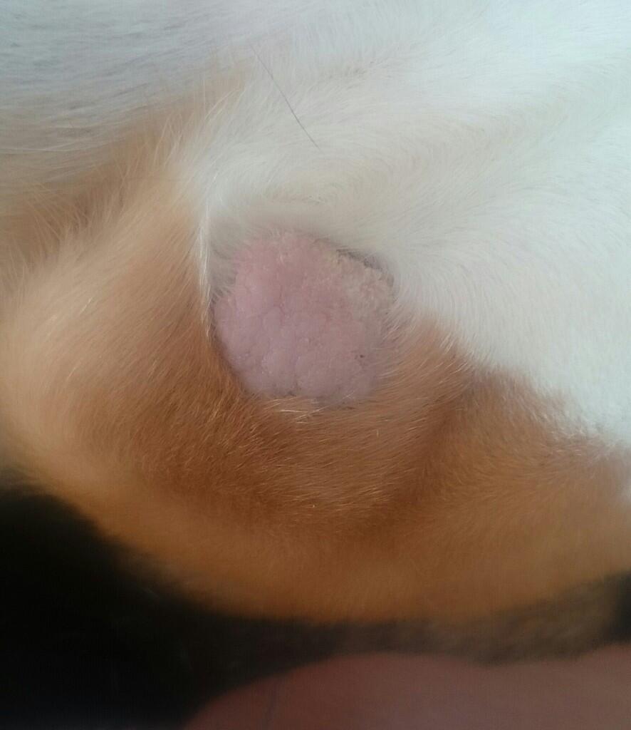 Anjing ane kena penyakit apa?