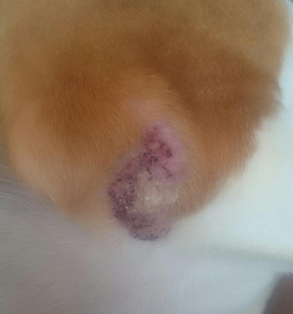 Anjing ane kena penyakit apa?