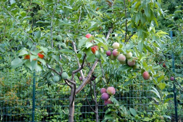 Trobosan baru - Satu Pohon Bisa Menghasilkan 40 Jenis Buah