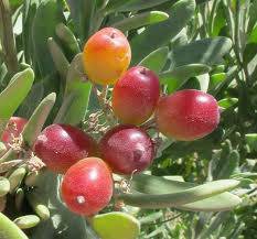 POHON GHORQOD