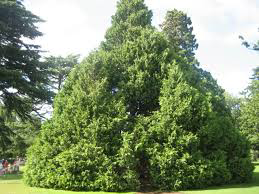 POHON GHORQOD