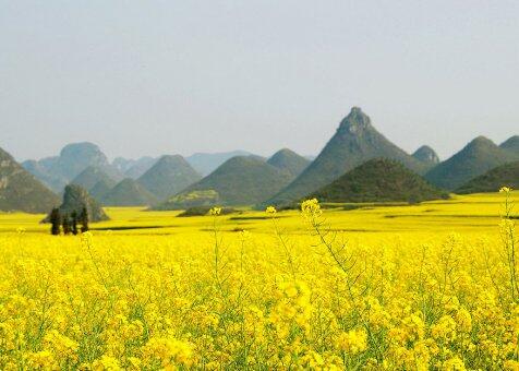 Menikmati Keindahan Hamparan Emas Bunga Canola di Luoping