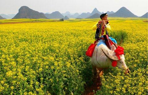 Menikmati Keindahan Hamparan Emas Bunga Canola di Luoping