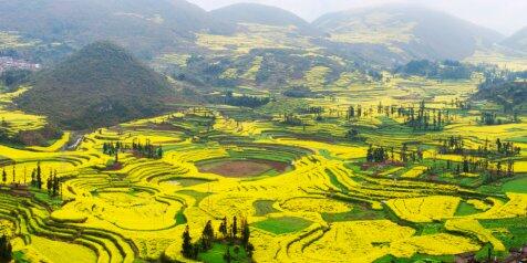 Menikmati Keindahan Hamparan Emas Bunga Canola di Luoping