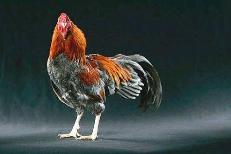 &#91;FOTO&#93; Ayam in Show , ga pake baju.. Cowo masuk!