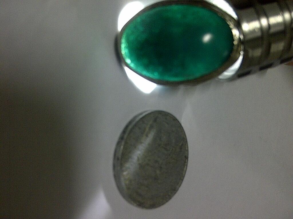 Bacan Palamea size sedang