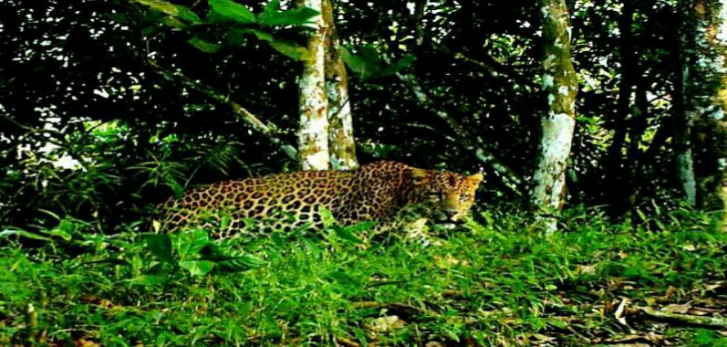Macan Tutul Jawa, Si Raja Hutan Terakhir Di Pulau Jawa Yang Terancam Punah