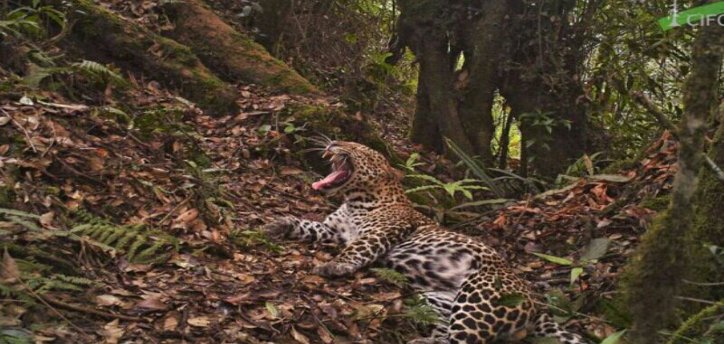 Macan Tutul Jawa, Si Raja Hutan Terakhir Di Pulau Jawa Yang Terancam Punah