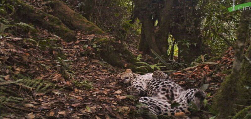 Macan Tutul Jawa, Si Raja Hutan Terakhir Di Pulau Jawa Yang Terancam Punah