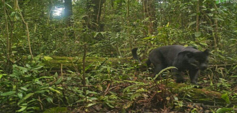 Macan Tutul Jawa, Si Raja Hutan Terakhir Di Pulau Jawa Yang Terancam Punah