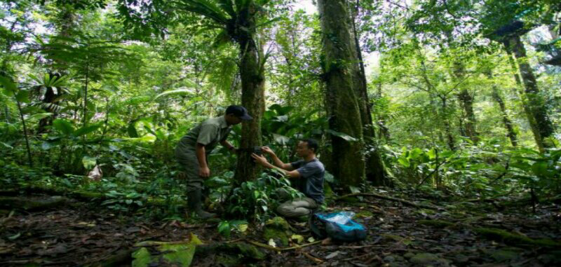 Macan Tutul Jawa, Si Raja Hutan Terakhir Di Pulau Jawa Yang Terancam Punah