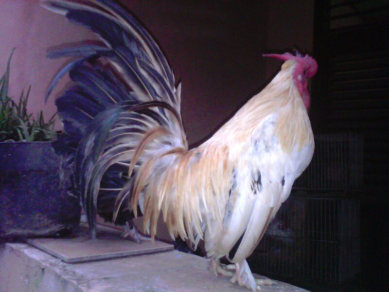 Ayam Kate Jepang Yokohama Super Unik Cantik & Sangat Menarik