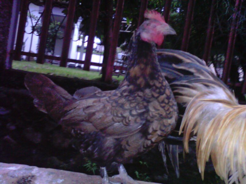 Ayam Kate Jepang Yokohama Super Unik Cantik & Sangat Menarik
