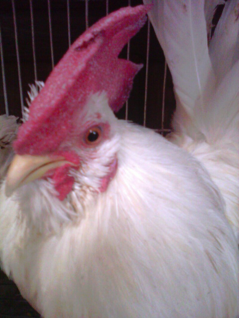 Ayam Kate Jepang Putih Brewok Langka