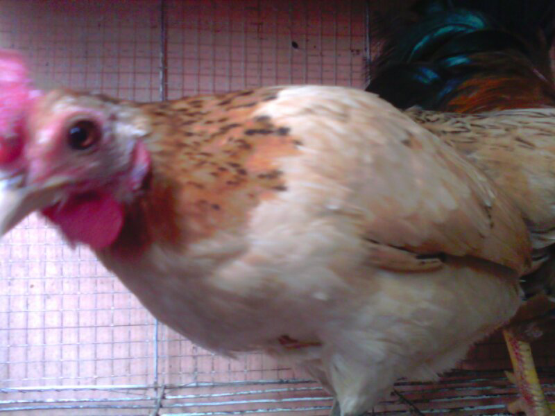 Ayam Kate Bali Emas Murni
