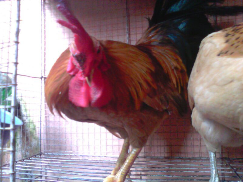 Ayam Kate Bali Emas Murni