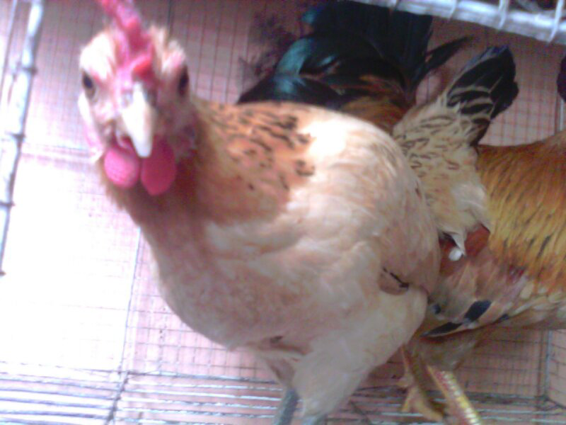 Ayam Kate Bali Emas Murni