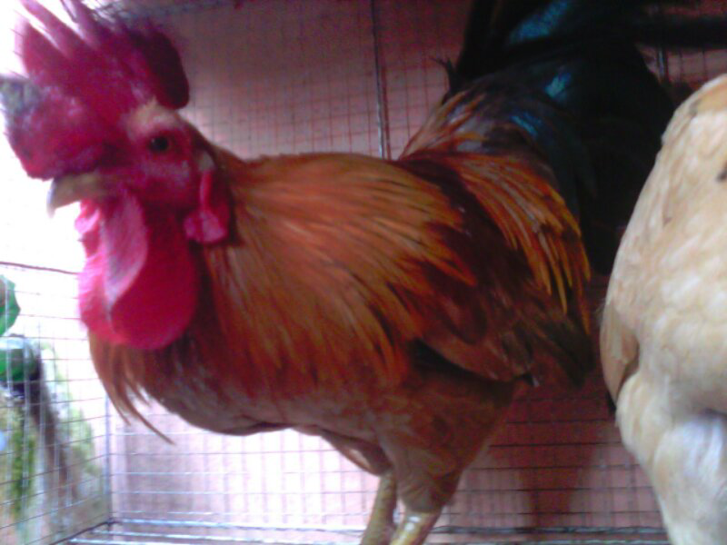 Ayam Kate Bali Emas Murni