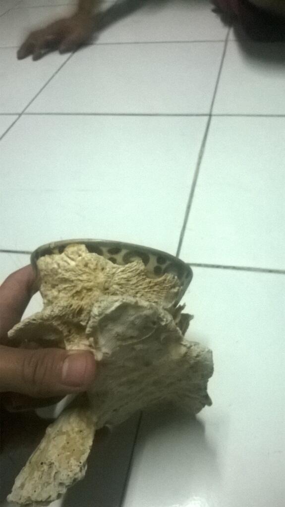Mangkok antik china (tumbuh terumbu karang)