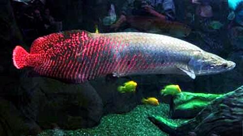 ikan arapaima 
