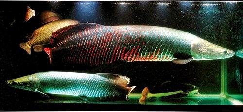 ikan arapaima 