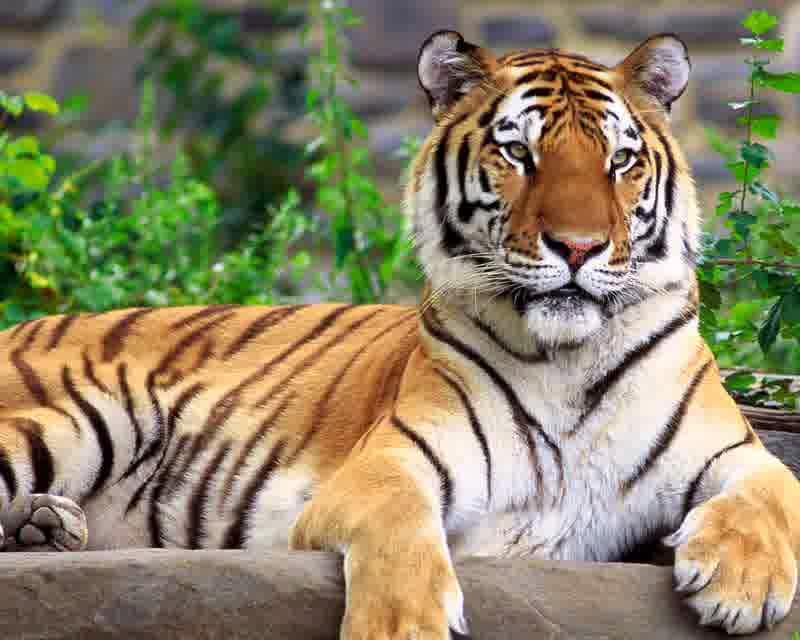 Download 950 Gambar Harimau Full  Gratis HD